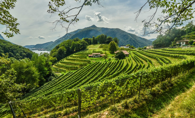 Consegna Riconoscimento Fossil Free all'Azienda Agricola Bianchi